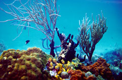Coral